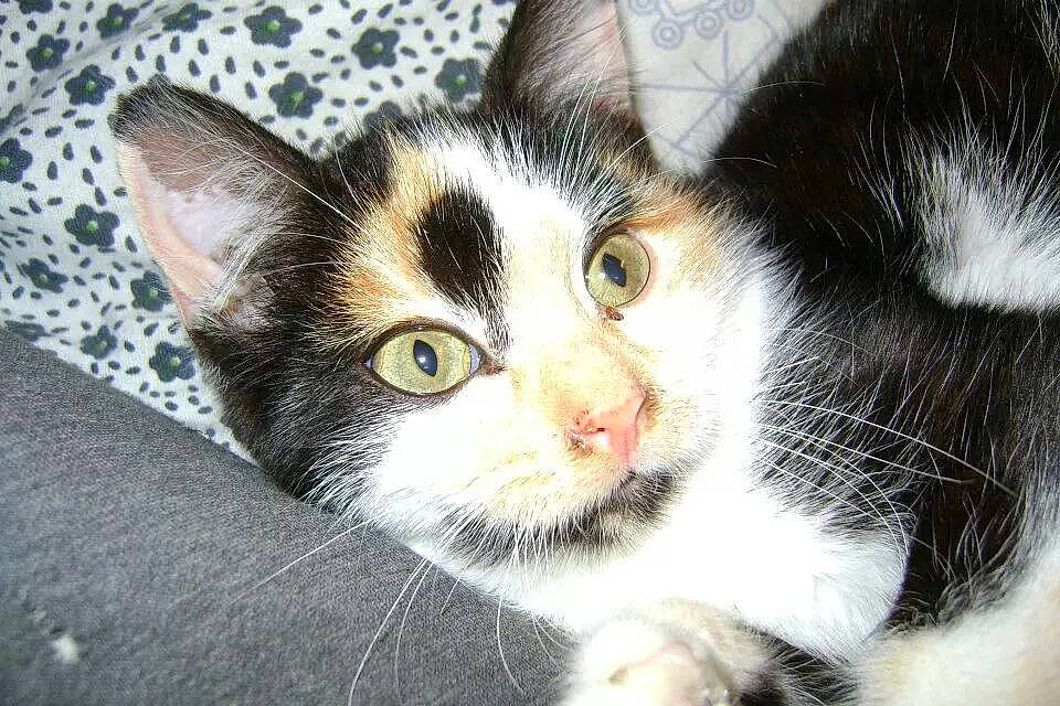 Mila is registered to the contest to win money with this photo: aegean_cat, american_wirehair, black_and_white, carnivore, cat, close_up, domestic_short_haired_cat, ear, european_shorthair, eye, felidae, fur, kitten, mammal, nose, polydactyl_cat, small_to_medium_sized_cats, snout, whiskers