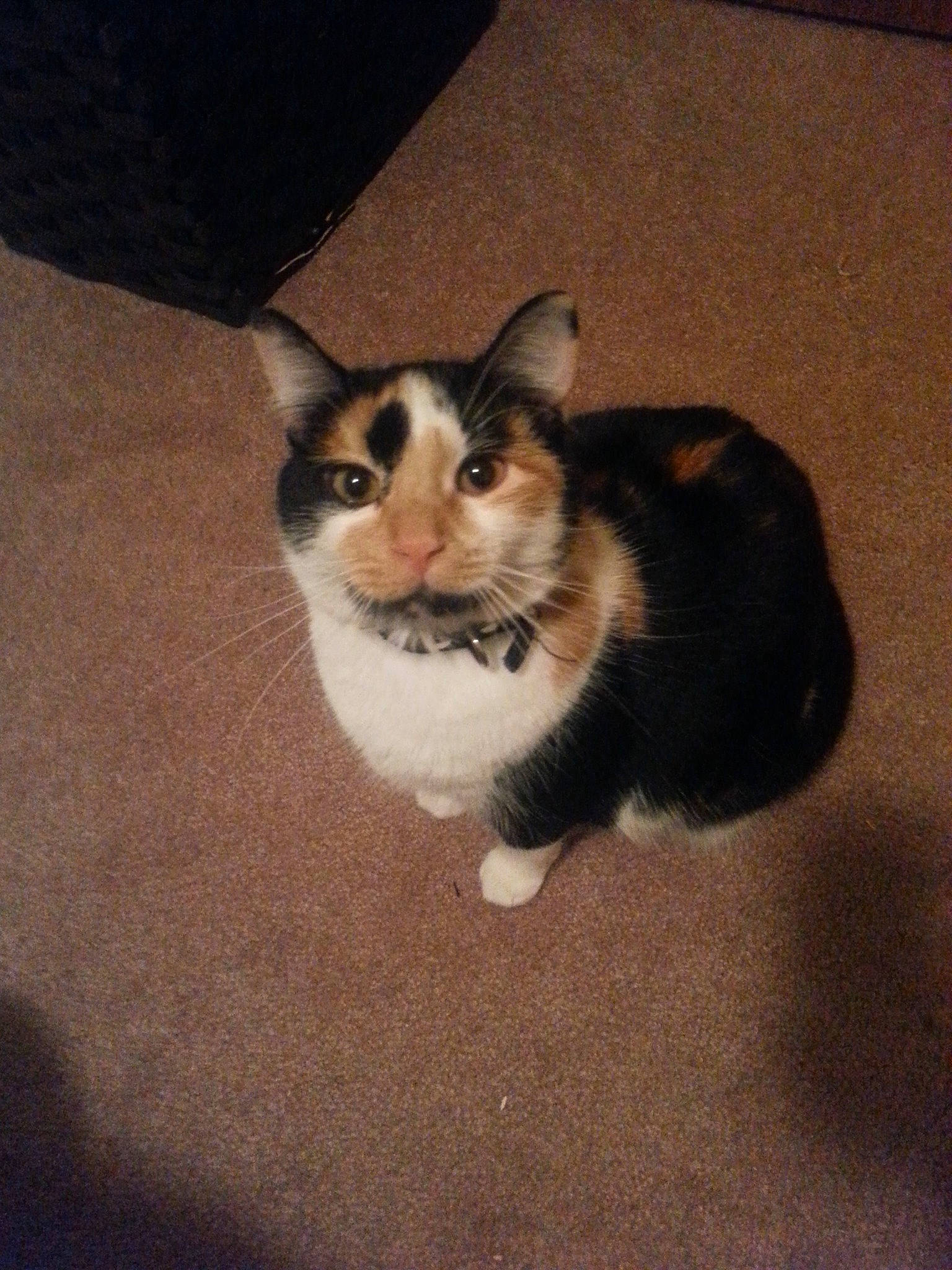 Mila is registered to the contest to win money with this photo: american_wirehair, carnivore, cat, domestic_short_haired_cat, european_shorthair, felidae, fur, kitten, mammal, small_to_medium_sized_cats, tail, whiskers