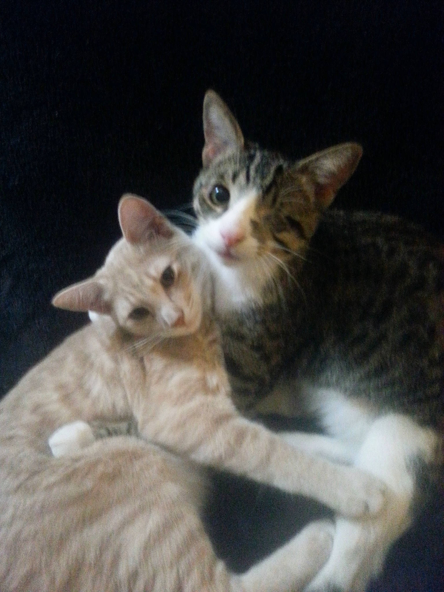 Ronan joined the competition — help win amazing prizes! aegean_cat, american_wirehair, arabian_mau, asian, carnivore, cat, domestic_short_haired_cat, european_shorthair, fawn, felidae, german_rex, kitten, mammal, oriental_longhair, oriental_shorthair, sky, small_to_medium_sized_cats, tabby_cat, vertebrate, whiskers