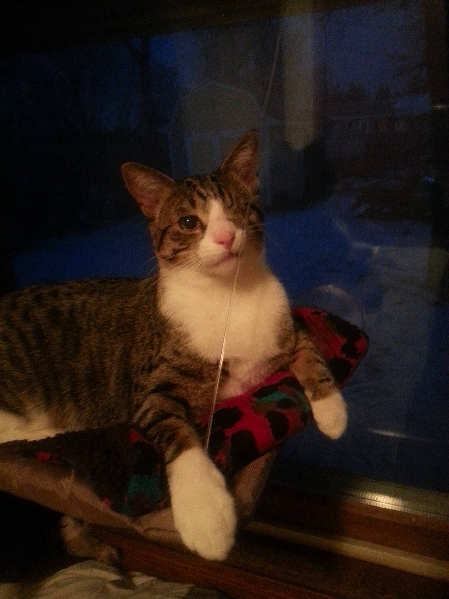 Ronan is registered to the contest to win money with this photo: aegean_cat, american_wirehair, asian, carnivore, cat, domestic_short_haired_cat, european_shorthair, fawn, felidae, kitten, mammal, ojos_azules, sky, small_to_medium_sized_cats, tabby_cat, whiskers