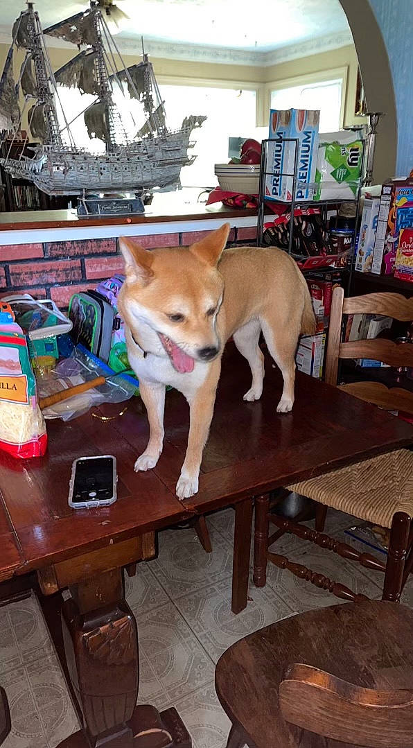 Kya is registered to the contest to win money with this photo: carnivore, chair, companion_dog, desk, dog, dog_breed, fawn, floor, flooring, furniture, hardwood, picture_frame, plant, plywood, room, table, tail, window, wood, working_animal