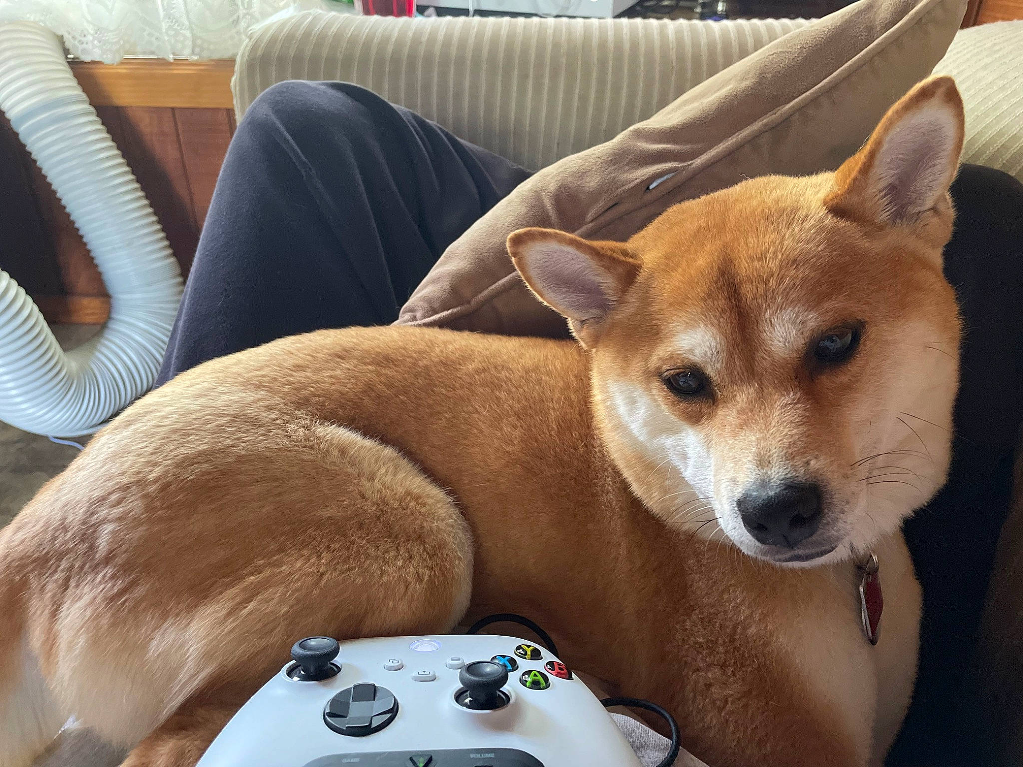 Kya is registered to the contest to win money with this photo: canidae, carnivore, collar, comfort, companion_dog, couch, dog, dog_bed, dog_breed, fawn, furniture, game_controller, input_device, snout, spitz, sporting_group, tail, terrestrial_animal, whiskers, working_animal