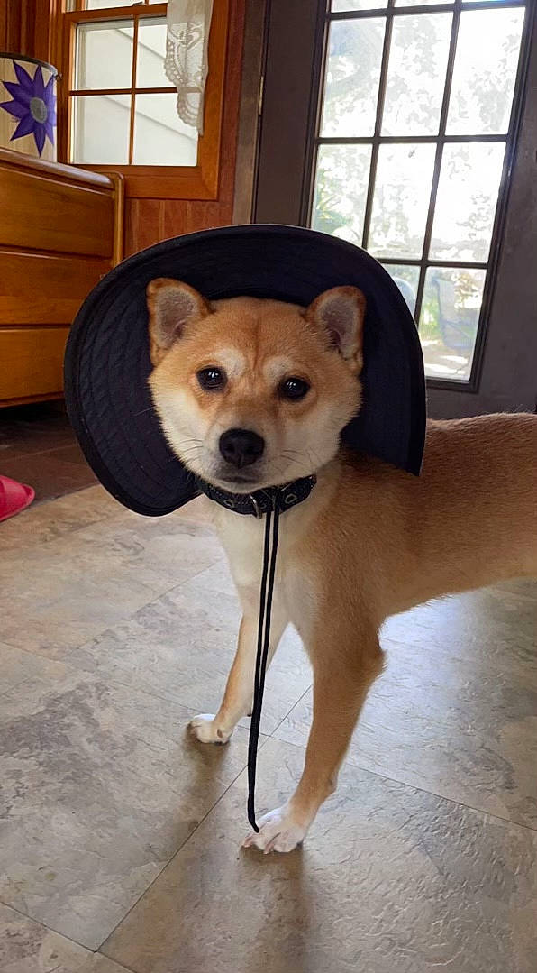 Kya joined the competition — help win amazing prizes! cabinetry, canidae, carnivore, collar, companion_dog, dog, dog_breed, dog_supply, fawn, floor, flooring, hardwood, plant, snout, sporting_group, tail, toy_dog, window, wood, working_animal