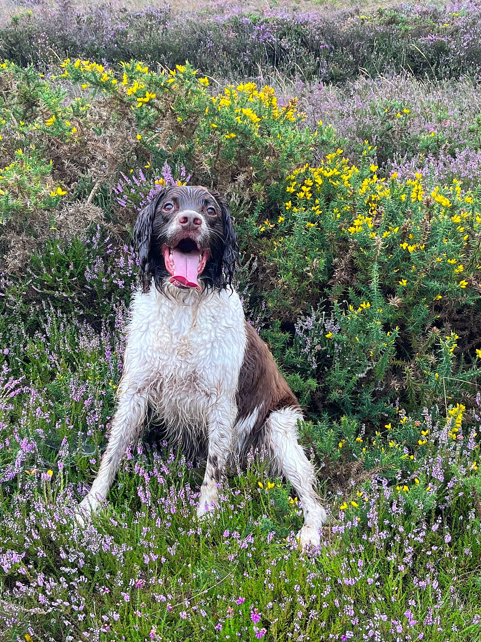 Blade is registered to the contest to win money with this photo: annual_plant, canidae, carnivore, companion_dog, dog, dog_breed, field, flower, flowering_plant, grass, grassland, groundcover, gun_dog, herbaceous_plant, people_in_nature, plant, shrub, sporting_group, toy_dog, water_dog