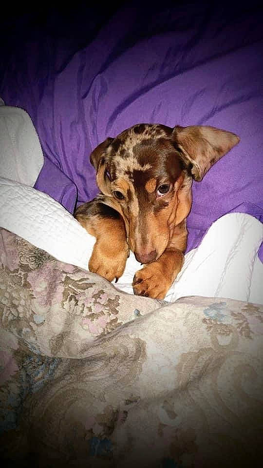 Zsa Zsa is registered to the contest to win money with this photo: canidae, carnivore, comfort, companion_dog, darkness, dog, dog_breed, fawn, fur, guard_dog, human_leg, linens, paw, snout, sporting_group, terrestrial_animal, tints_and_shades, whiskers, working_animal, wrinkle