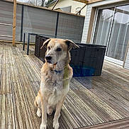 Flash participe au concours pour gagner de l'argent avec cette photo : animal, calm, chair, daylight, deck, dog, domestic_animal, fence, glass_roof, house, outdoor, patio, pet, quiet, sitting, sky, table, tree, window, wooden_floor