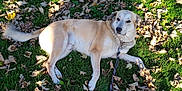 Flash a rejoint le concours — aidez-le/la à gagner de superbes lots ! animal, canine, daylight, dog, domestic_animal, fall, fur, grass, ground, leaf_litter, leash, leaves, mammal, nature, outdoor, park, pet, relaxed, resting, sunlight