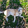 animal, canine, daylight, dog, domestic_animal, fall, fur, grass, ground, leaf_litter, leash, leaves, mammal, nature, outdoor, park, pet, relaxed, resting, sunlight