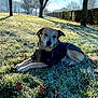Flash a rejoint le concours — aidez-le/la à gagner de superbes lots ! animal, canine, cold, dog, field, frost, grass, jacket, leaves, morning, nature, outdoor, park, pet, relaxing, resting, shadow, sunlight, tree, winter