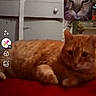 Valentino is registered to the contest to win money with this photo: cat, orange_cat, video_call, indoor, furniture, dresser, flowers, red_surface, close_up, pet, animal, relaxed, resting, technology, screen, mobile_phone, communication, home, casual, cute
