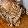 Valentino joined the competition — help win amazing prizes! cat, orange_tabby, feline, pet, indoor, cardboard_box, blanket, wooden_floor, resting, animal, fur, paw, domestic, cozy, relaxed, home, wall, shadow, striped, cute