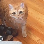 Valentino is registered to the contest to win money with this photo: cat, orange_tabby, wooden_floor, sandals, furniture, pet, indoor, curious, animal, whiskers, ears, flooring, domestic, mammal, cute, looking_up, one_paw_raised, household, walking, small