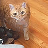cat, orange_tabby, wooden_floor, sandals, furniture, pet, indoor, curious, animal, whiskers, ears, flooring, domestic, mammal, cute, looking_up, one_paw_raised, household, walking, small