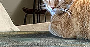 Valentino is registered to the contest to win money with this photo: cat, orange_tabby, feline, indoor, table, wooden_table, plant, chair, furniture, pet, animal, whiskers, ears, green_eyes, close_up, resting, domestic_cat, houseplant, cozy, home