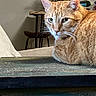 cat, orange_tabby, feline, indoor, table, wooden_table, plant, chair, furniture, pet, animal, whiskers, ears, green_eyes, close_up, resting, domestic_cat, houseplant, cozy, home