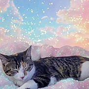 Sassy is registered to the contest to win money with this photo: cat, tabby_cat, sleeping, fluffy, cloud, sparkles, stars, pastel_colors, dreamy, fantasy, sky, relaxing, animal, pet, whiskers, feline, soft, cute, resting, peaceful