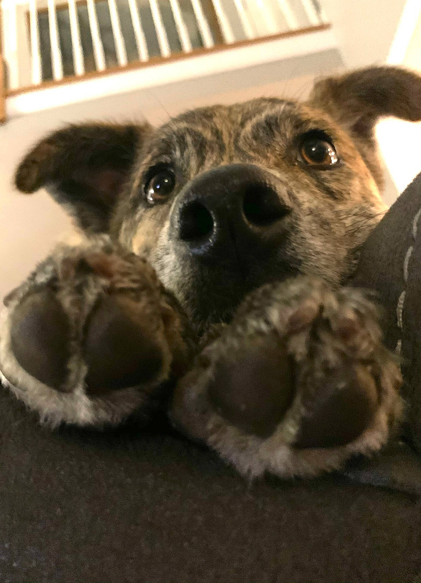 Tessie is registered to the contest to win money with this photo: canidae, carnivore, companion_dog, dog, dog_breed, ear, fawn, fur, paw, puppy, snout, sporting_group, street_dog, stuffed_toy, terrestrial_animal, terrier, toy, toy_dog, whiskers, working_animal