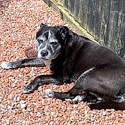 Ellie joined the competition — help win amazing prizes! dog, outdoor, sunlight, gravel, black_dog, old_dog, resting, pet, animal, fence, nature, relaxed, lying_down, canine, daylight, quiet, peaceful, muzzle, senior_dog, fur