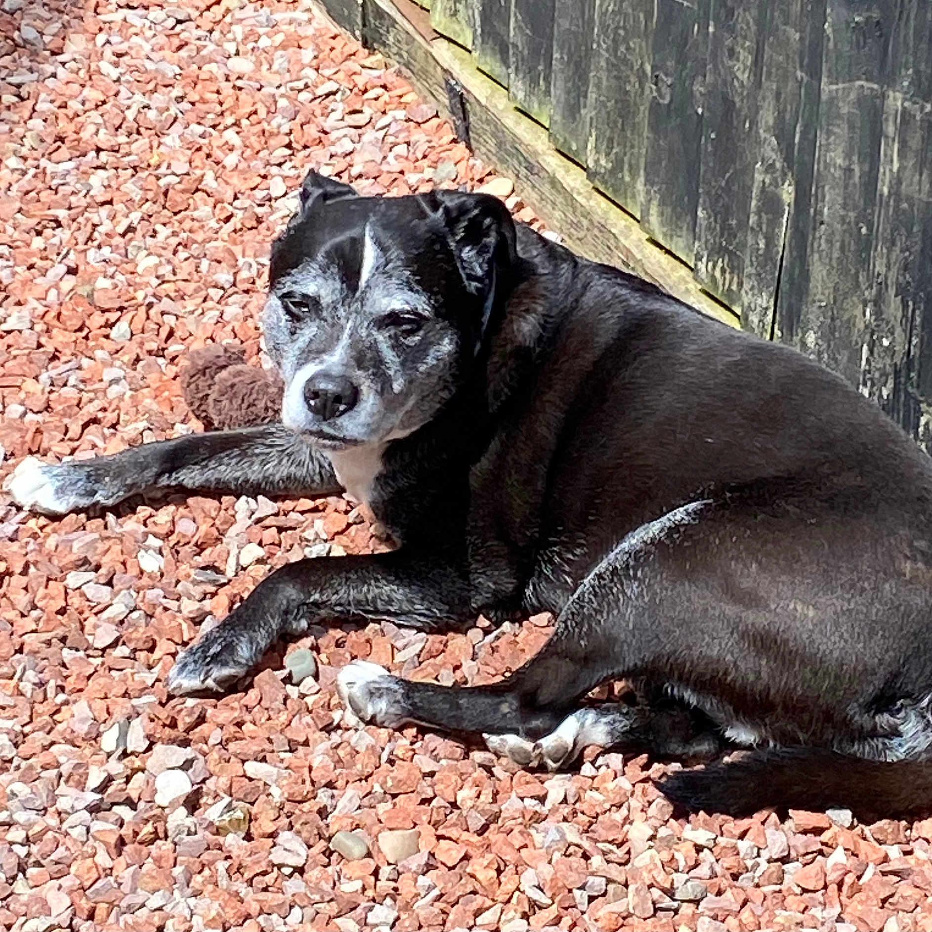 Ellie joined the competition — help win amazing prizes! animal, black_dog, canine, daylight, dog, fence, fur, gravel, lying_down, muzzle, nature, old_dog, outdoor, peaceful, pet, quiet, relaxed, resting, senior_dog, sunlight