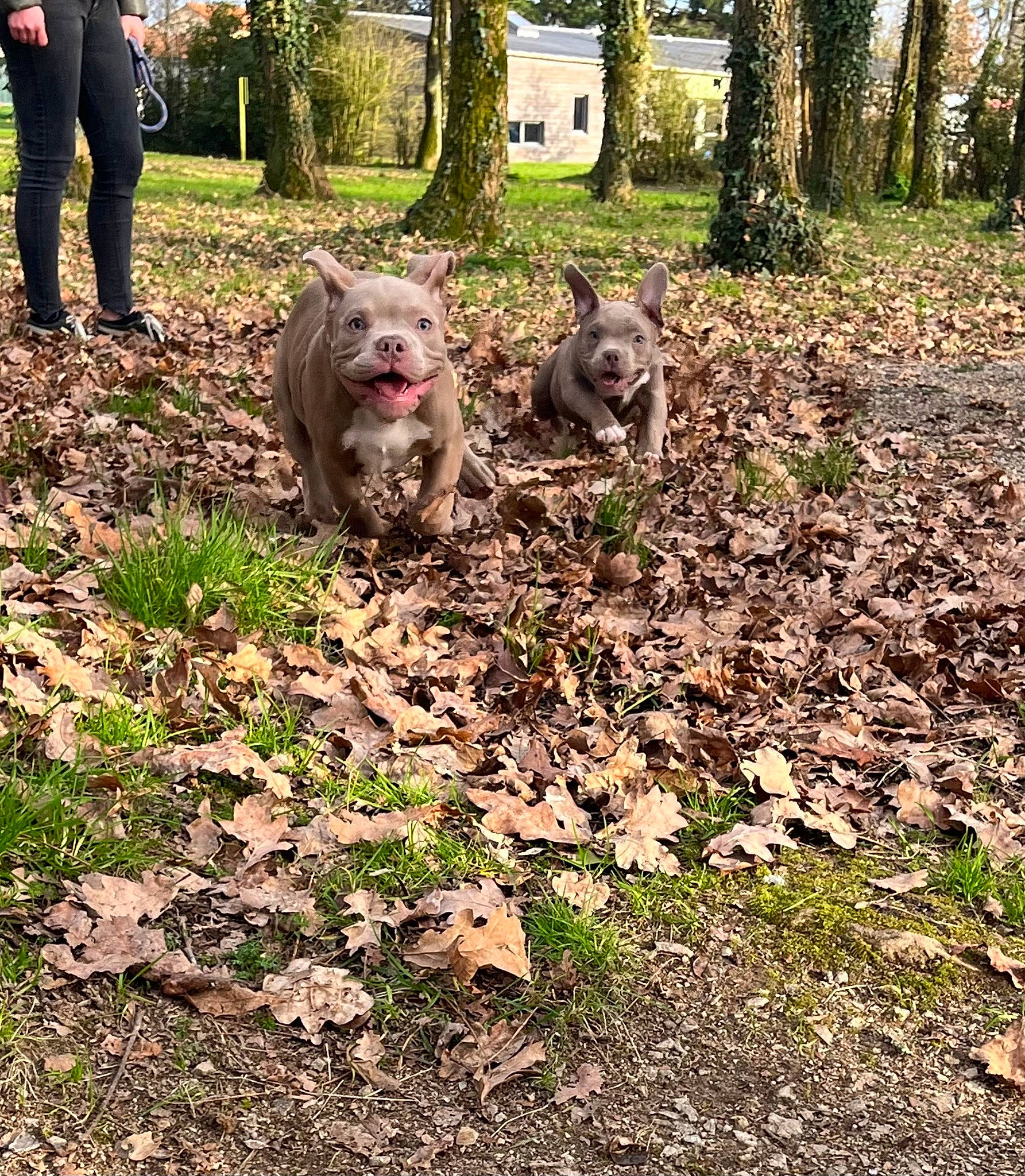 Tamara participe au concours pour gagner de l'argent avec cette photo : canidae, carnivore, dog_breed, domestic_short_haired_cat, fawn, felidae, fur, grass, groundcover, landscape, marsupial, plant, small_to_medium_sized_cats, soil, sporting_group, tail, terrestrial_animal, tree, trunk, wood