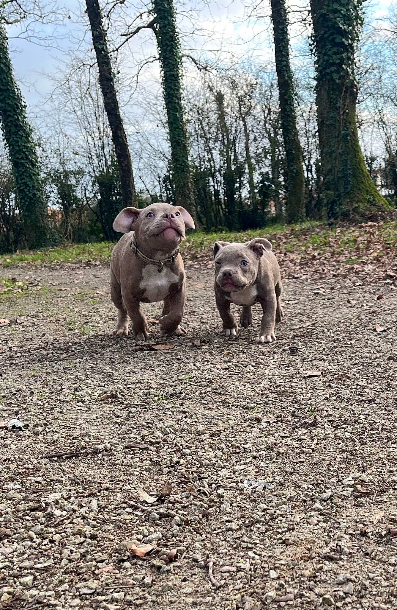 Tamara a rejoint le concours — aidez-le/la à gagner de superbes lots ! canidae, carnivore, cloud, dog, dog_breed, fawn, forest, grass, landscape, plant, sky, snout, soil, sporting_group, terrestrial_animal, tree, trunk, wood, woodland, working_animal