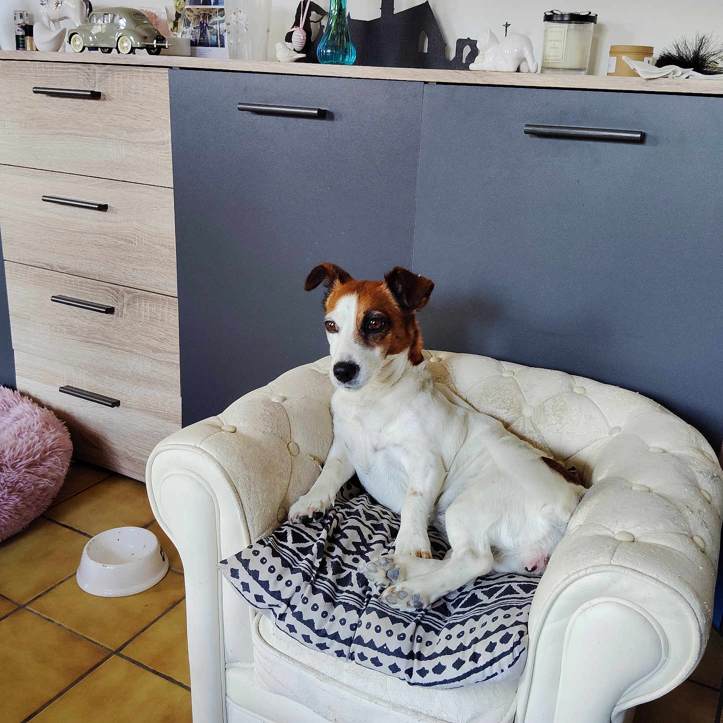 Olya participe au concours pour gagner de l'argent avec cette photo : armchair, brown_and_white, cabinet, cozy, cushion, decor, dog, domestic, flooring, food_bowl, furniture, home, indoor, pet_bed, quiet, relaxed, resting, seated, small_dog, tile_floor