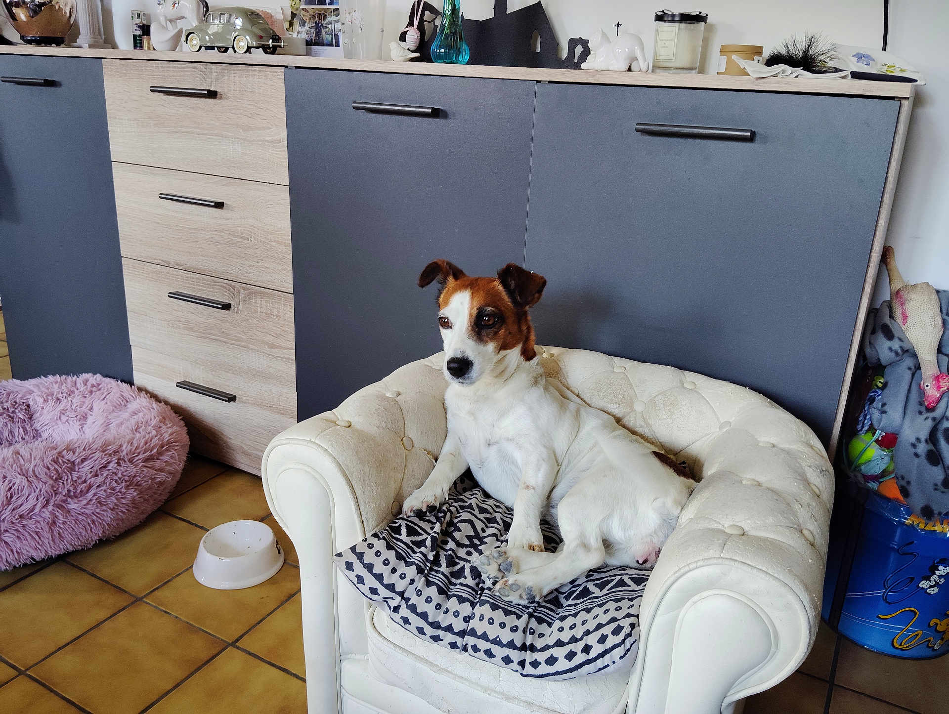 Olya participe au concours pour gagner de l'argent avec cette photo : dog, armchair, cushion, flooring, cabinet, pet_bed, food_bowl, decor, indoor, tile_floor, furniture, brown_and_white, small_dog, relaxed, seated, home, cozy, quiet, domestic, resting