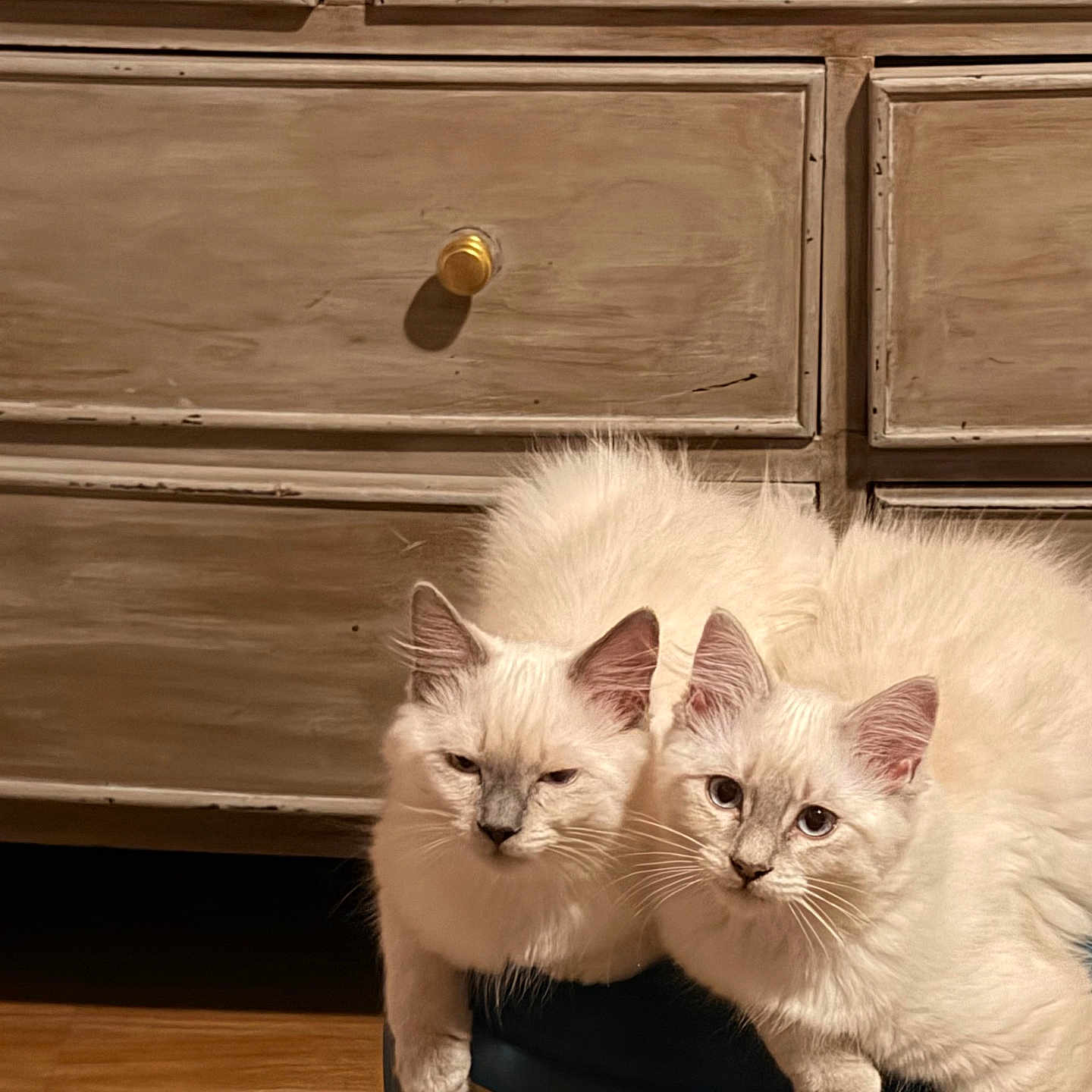 Powder And Sugar is registered to the contest to win money with this photo: animal_pair, cat, cats, companions, curious, cute, domestic_animal, ears, feline, fluffy, furniture, indoor, ottoman, pets, resting, soft_fur, two_animals, whiskers, white_cat, wooden_dresser