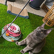 Aslan a rejoint le concours — aidez-le/la à gagner de superbes lots ! cat, gray_cat, feather_toy, cat_toy, scratching_pad, artificial_grass, indoor_garden, potted_plants, greenery, pet_play_area, pet_accessories, feline, playful, curious, pets, animal, domestic_cat, whiskers, ears, fur
