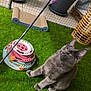 cat, gray_cat, feather_toy, cat_toy, scratching_pad, artificial_grass, indoor_garden, potted_plants, greenery, pet_play_area, pet_accessories, feline, playful, curious, pets, animal, domestic_cat, whiskers, ears, fur