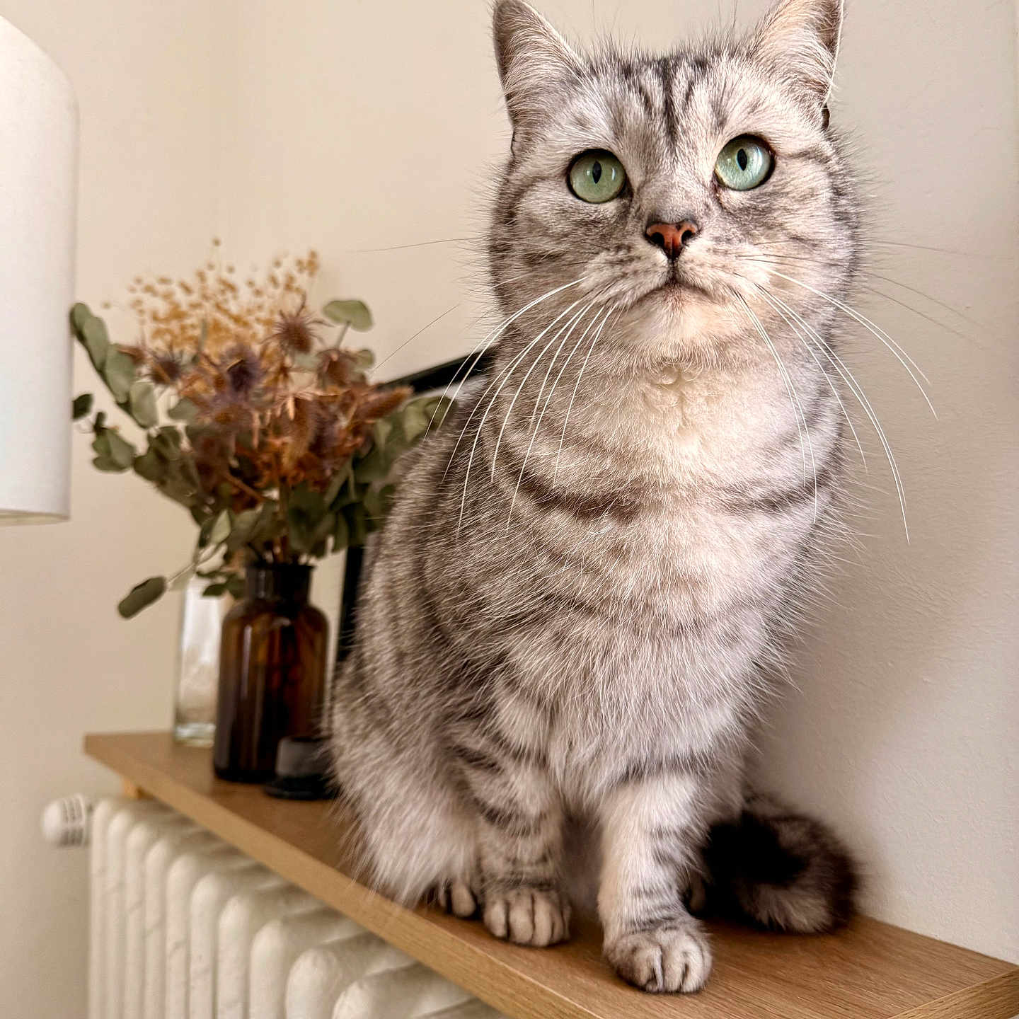 Noala participe au concours pour gagner de l'argent avec cette photo : cat, close_up, cozy, domestic_cat, dried_flowers, ears, fur, furniture, green_eyes, houseplant, indoor, minimalist, pet, portrait, radiator, sitting, tabby, vase, whiskers, wooden_shelf