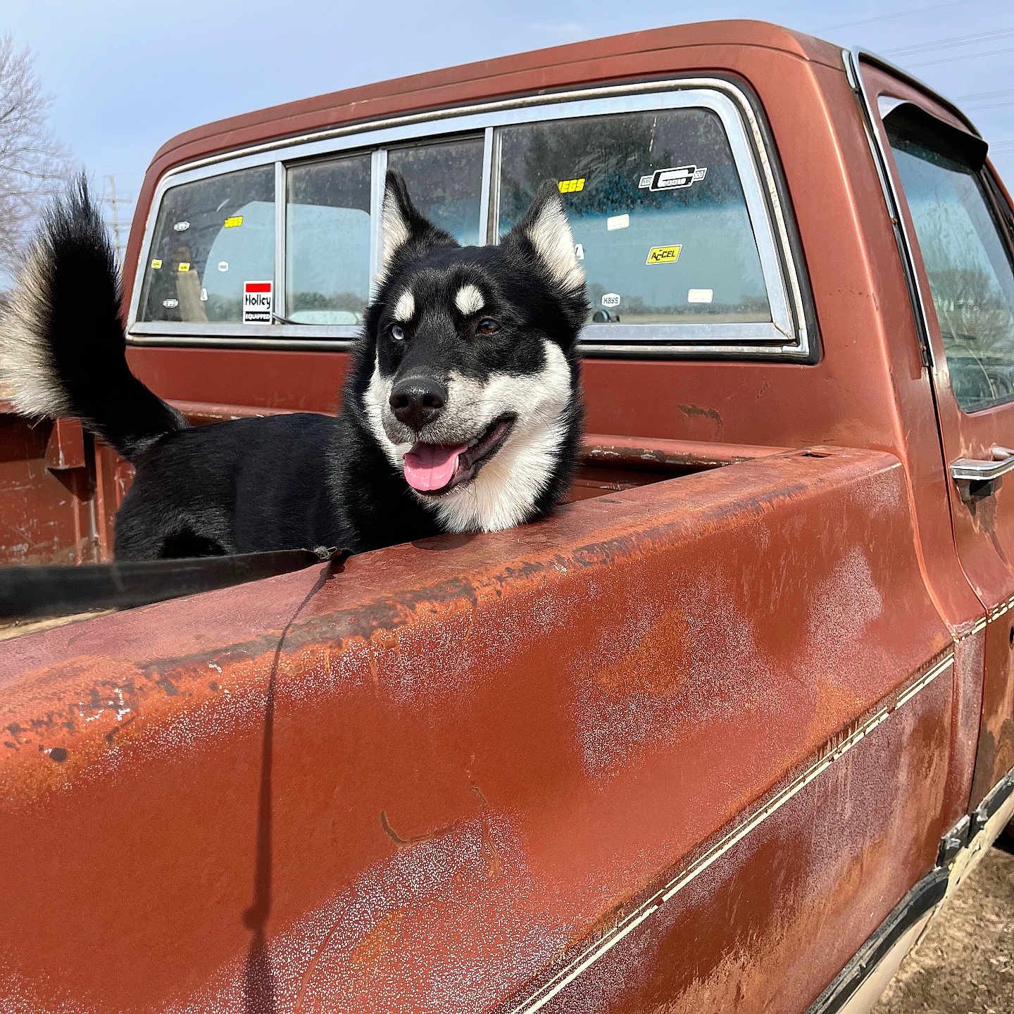 Dixie is registered to the contest to win money with this photo: alloywheel, animal, canine, car, carwheel, corrosion, dog, husky, machine, nature, outdoors, pet, pickuptruck, rust, spoke, tire, transportation, truck, vehicle, wheel