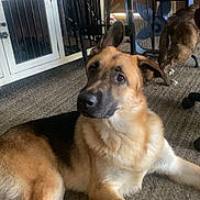 Max is registered to the contest to win money with this photo: dog, german_shepherd, indoor, carpet, table, fan, furniture, pet, animal, brown, black, ears, floor, looking, resting, canine, domestic, two_dogs, side_view, household