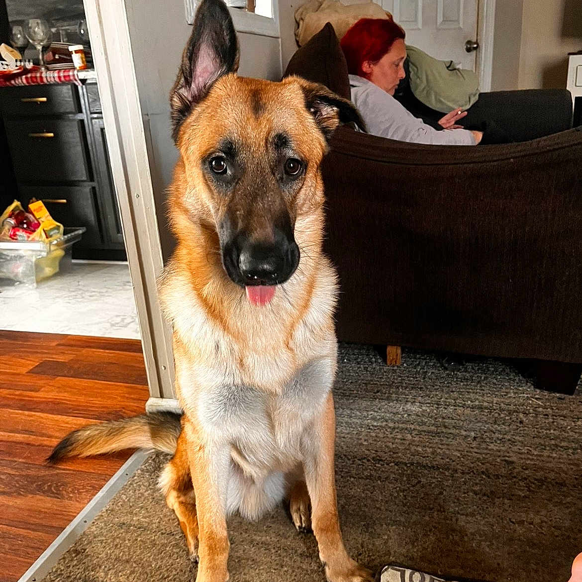 Max is registered to the contest to win money with this photo: brown, carpet, casual, couch, dog, domestic, furniture, german_shepherd, home, indoor, living_room, person, pet, phone, portrait, red_hair, relaxed, seated, tongue_out, wooden_floor