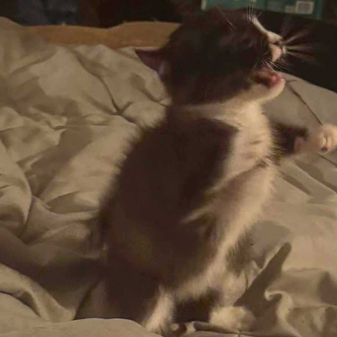 Munchie is registered to the contest to win money with this photo: animal, bed, black_and_white, blanket, cat, cozy, cute, feline, fur, indoor, kitten, meow, paw, pet, sleepy, small, soft, whiskers, yawn, young