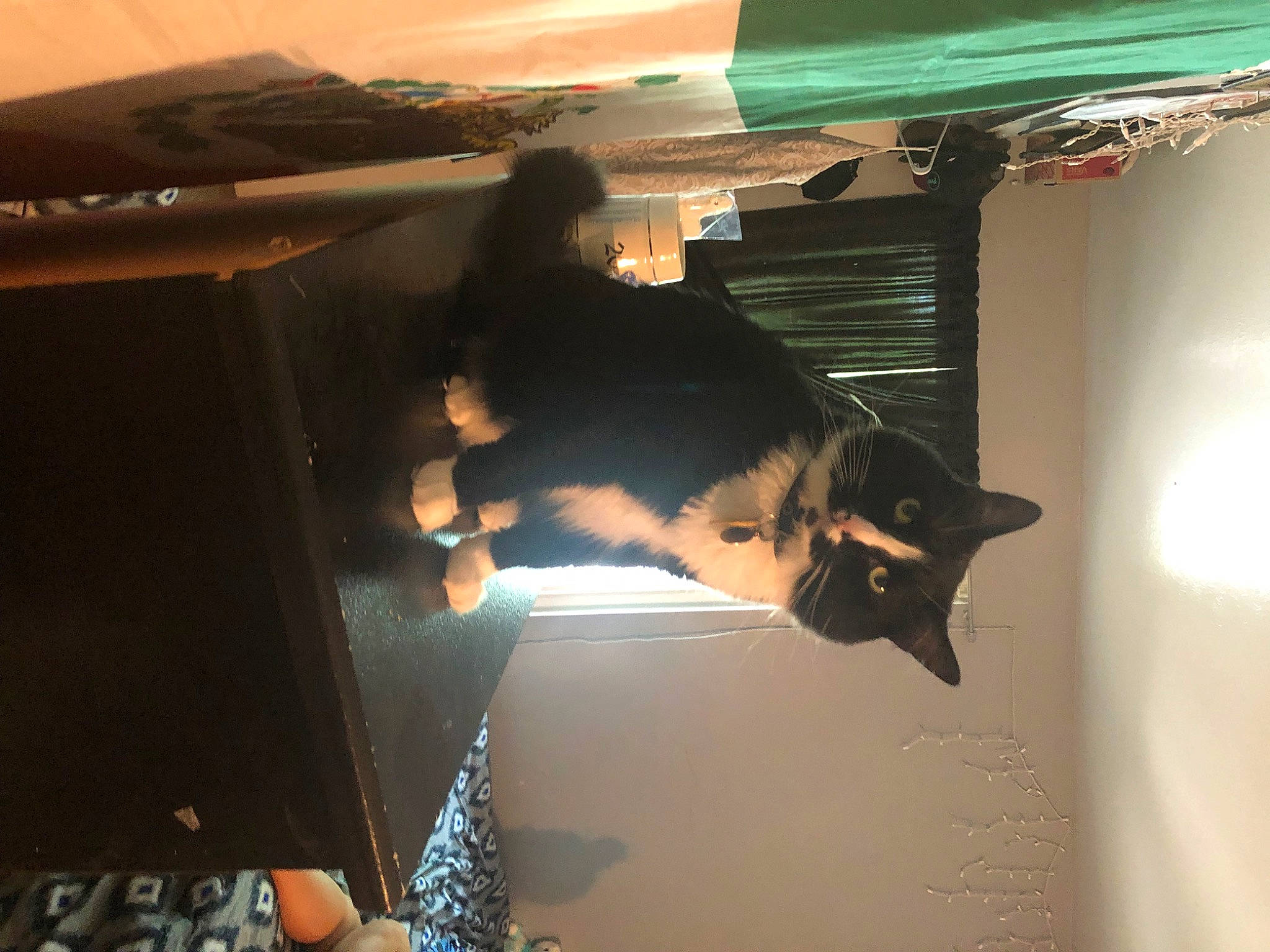 Kodak is registered to the contest to win money with this photo: black_hair, carnivore, cat, darkness, dress, felidae, formal_wear, fun, fur, reflection, room, shadow, sky, small_to_medium_sized_cats, tail, tints_and_shades, tree, whiskers, window, wood