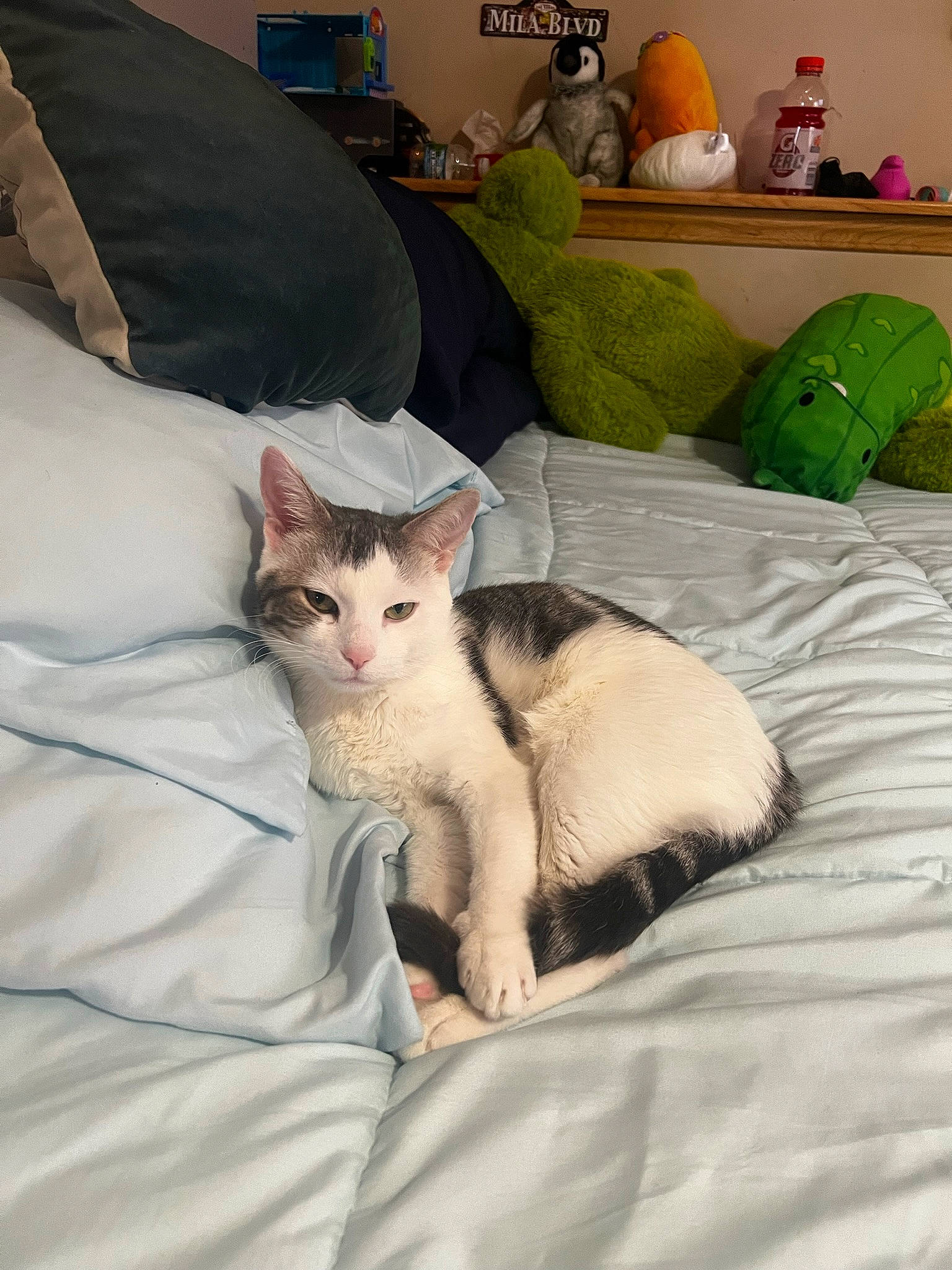 Gucci joined the competition — help win amazing prizes! bed, bed_sheet, bedding, carnivore, cat, comfort, couch, domestic_short_haired_cat, duvet, fawn, felidae, fur, linens, paw, pillow, room, small_to_medium_sized_cats, tail, throw_pillow, whiskers