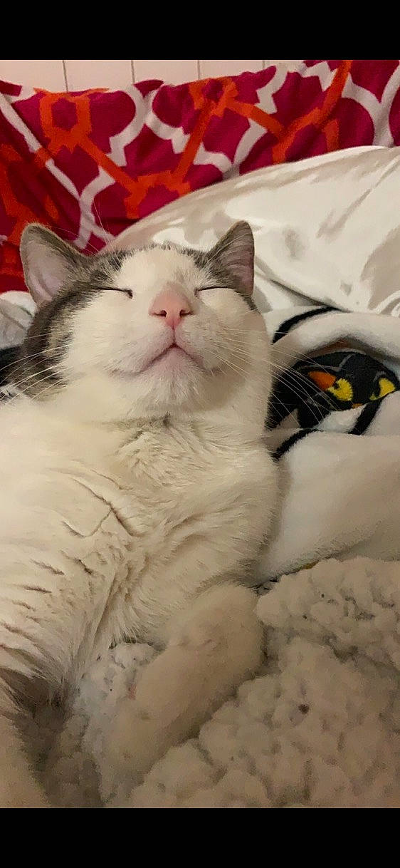 Paris joined the competition — help win amazing prizes! carnivore, cat, comfort, domestic_short_haired_cat, felidae, fur, nap, pattern, paw, sleep, small_to_medium_sized_cats, snout, tail, terrestrial_animal, whiskers