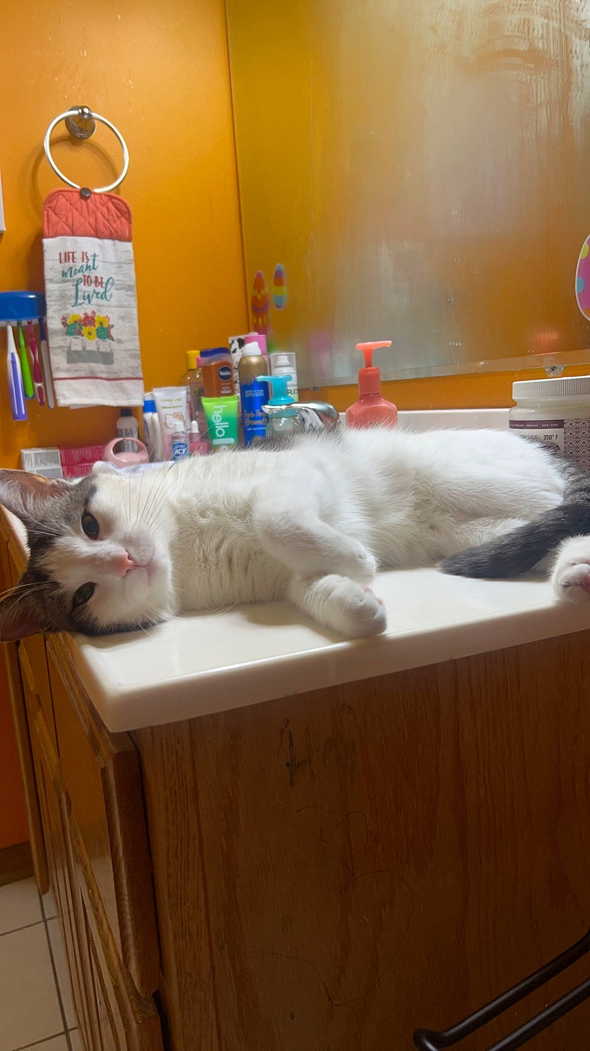 Paris is registered to the contest to win money with this photo: carnivore, cat, comfort, domestic_short_haired_cat, fang, felidae, floor, flooring, fur, hardwood, household_supply, mammal, paw, room, small_to_medium_sized_cats, tail, whiskers, wood