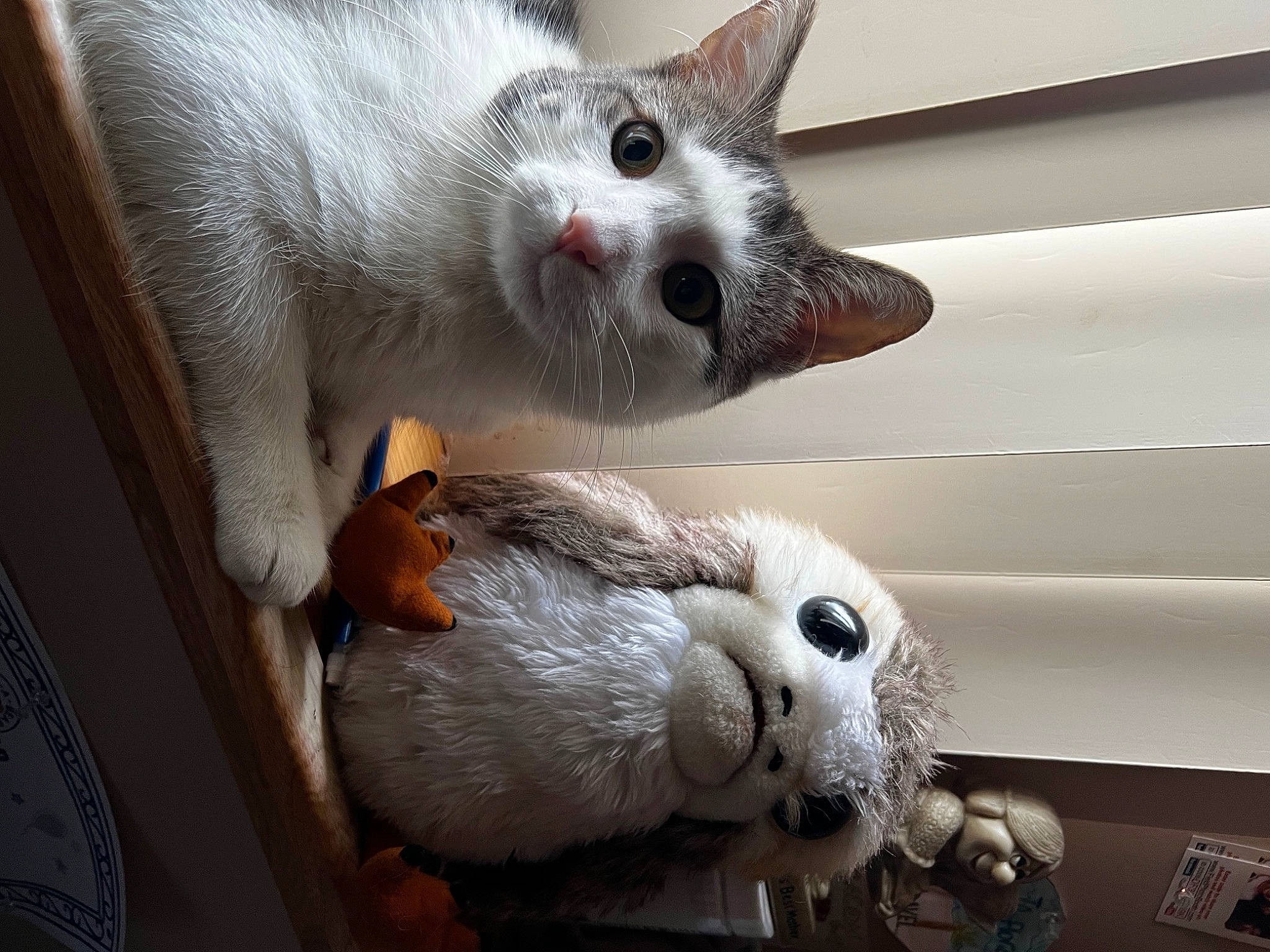 Paris is registered to the contest to win money with this photo: carnivore, cat, claw, comfort, domestic_short_haired_cat, fawn, felidae, fur, paw, small_to_medium_sized_cats, snout, tail, toy, whiskers, white