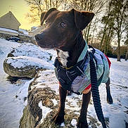 Good Boy a rejoint le concours — aidez-le/la à gagner de superbes lots ! dog, snow, rock, winter, outdoor, jacket, leash, trees, sunset, animal, pet, nature, cold, fur, canine, adventure, background, landscape, walking, park