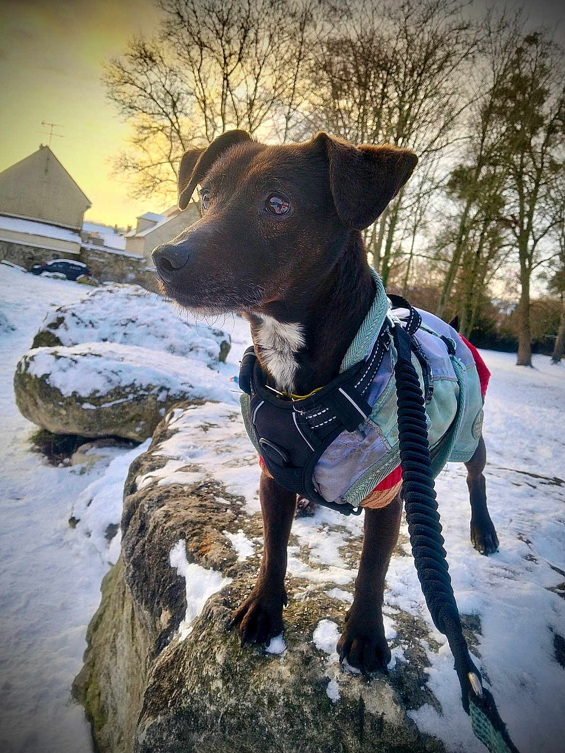 Good Boy a rejoint le concours — aidez-le/la à gagner de superbes lots ! dog, snow, rock, winter, outdoor, jacket, leash, trees, sunset, animal, pet, nature, cold, fur, canine, adventure, background, landscape, walking, park
