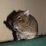 Ganster a rejoint le concours — aidez-le/la à gagner de superbes lots !