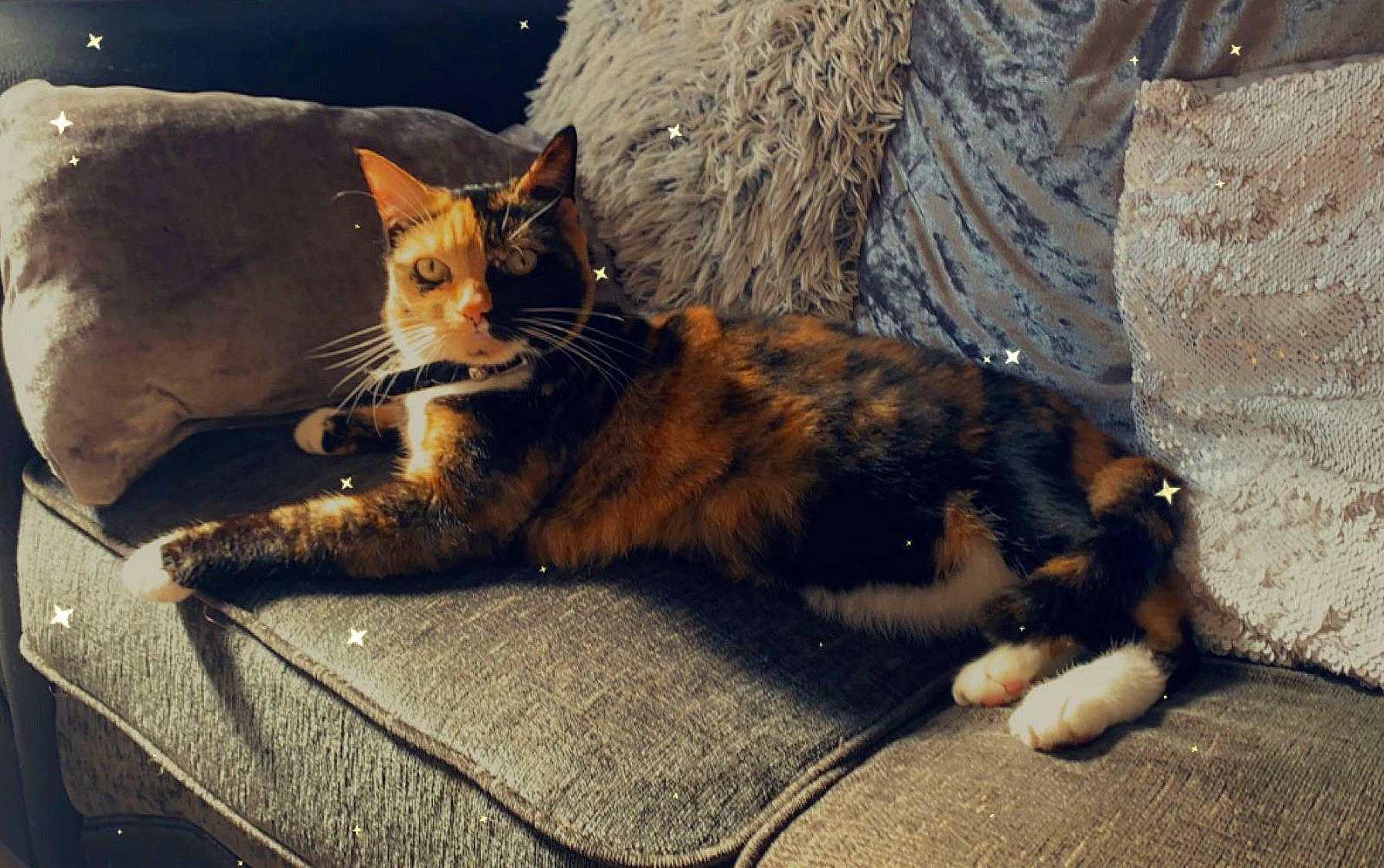 Rusty joined the competition — help win amazing prizes! carnivore, cat, claw, comfort, domestic_short_haired_cat, fawn, felidae, fur, grass, paw, plant, shadow, sitting, small_to_medium_sized_cats, tail, terrestrial_animal, tree, trunk, whiskers, wood