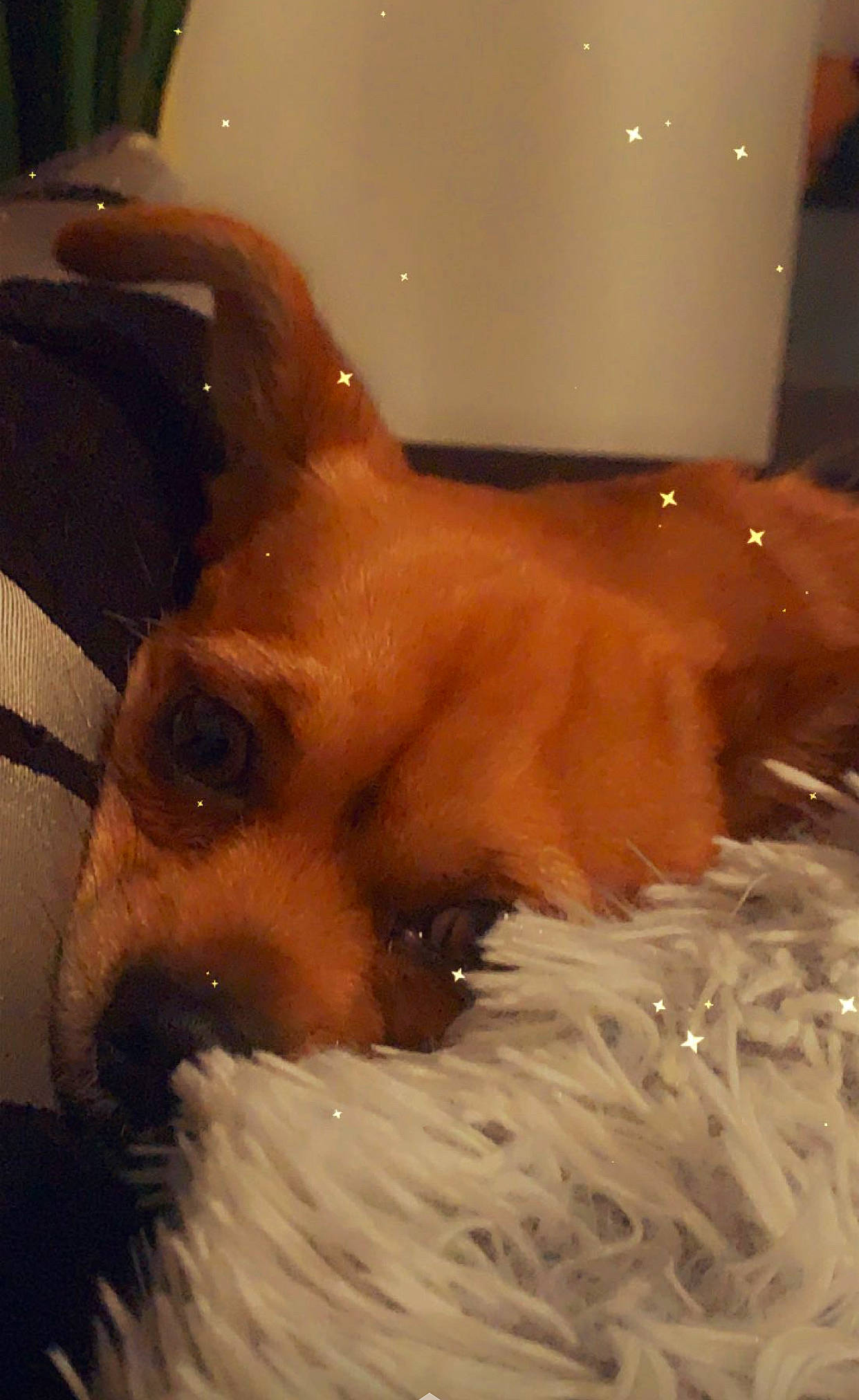 Minnie is registered to the contest to win money with this photo: abdomen, barechested, bathing, beard, canidae, carnivore, chest, companion_dog, dog, dog_breed, ear, eyelash, fawn, fun, fur, jaw, snout, sunglasses, trunk, whiskers