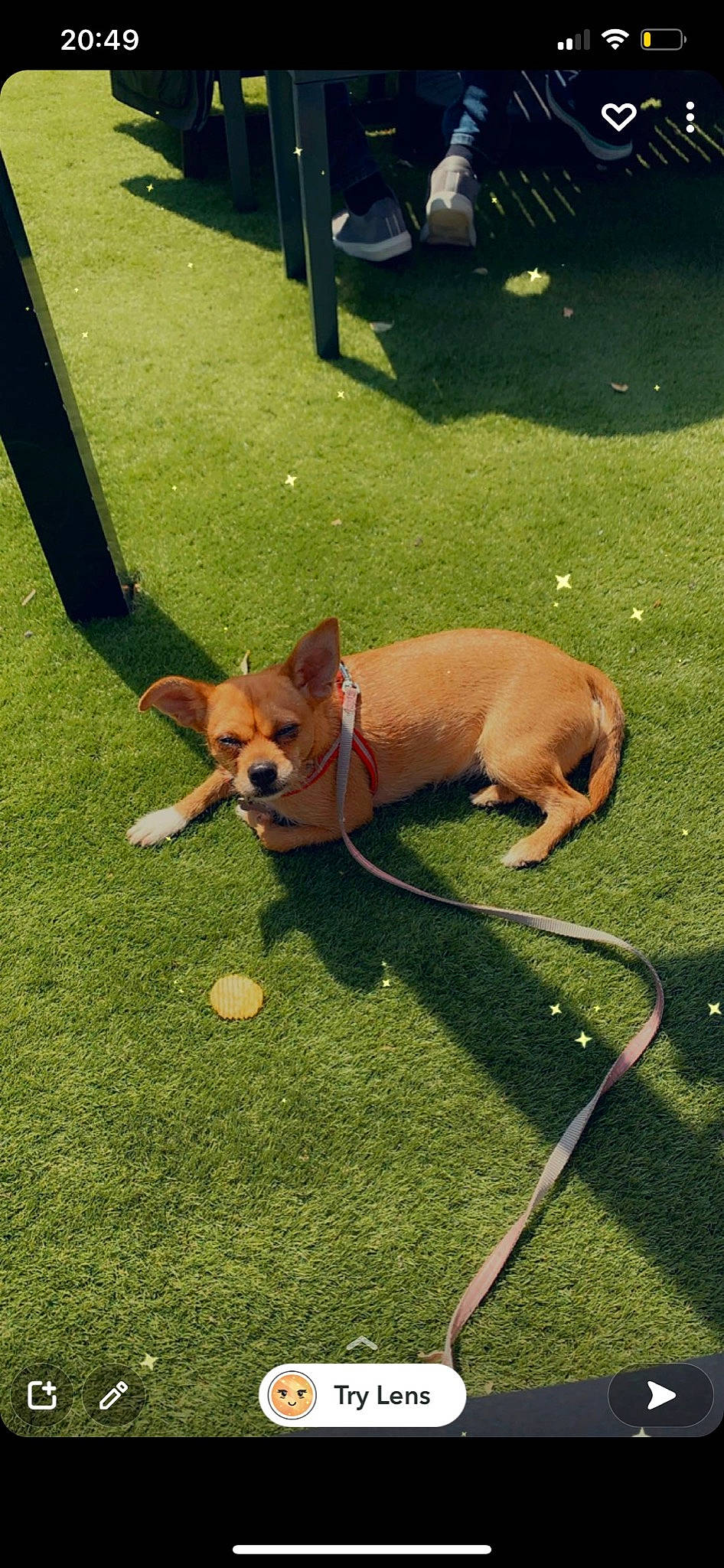 Minnie joined the competition — help win amazing prizes! canidae, carnivore, companion_dog, dog, dog_breed, dog_sports, dog_supply, fawn, flooring, grass, lawn, leash, mammal, pet_supply, sidewalk, snout, sporting_group, tail, toy_dog, working_animal