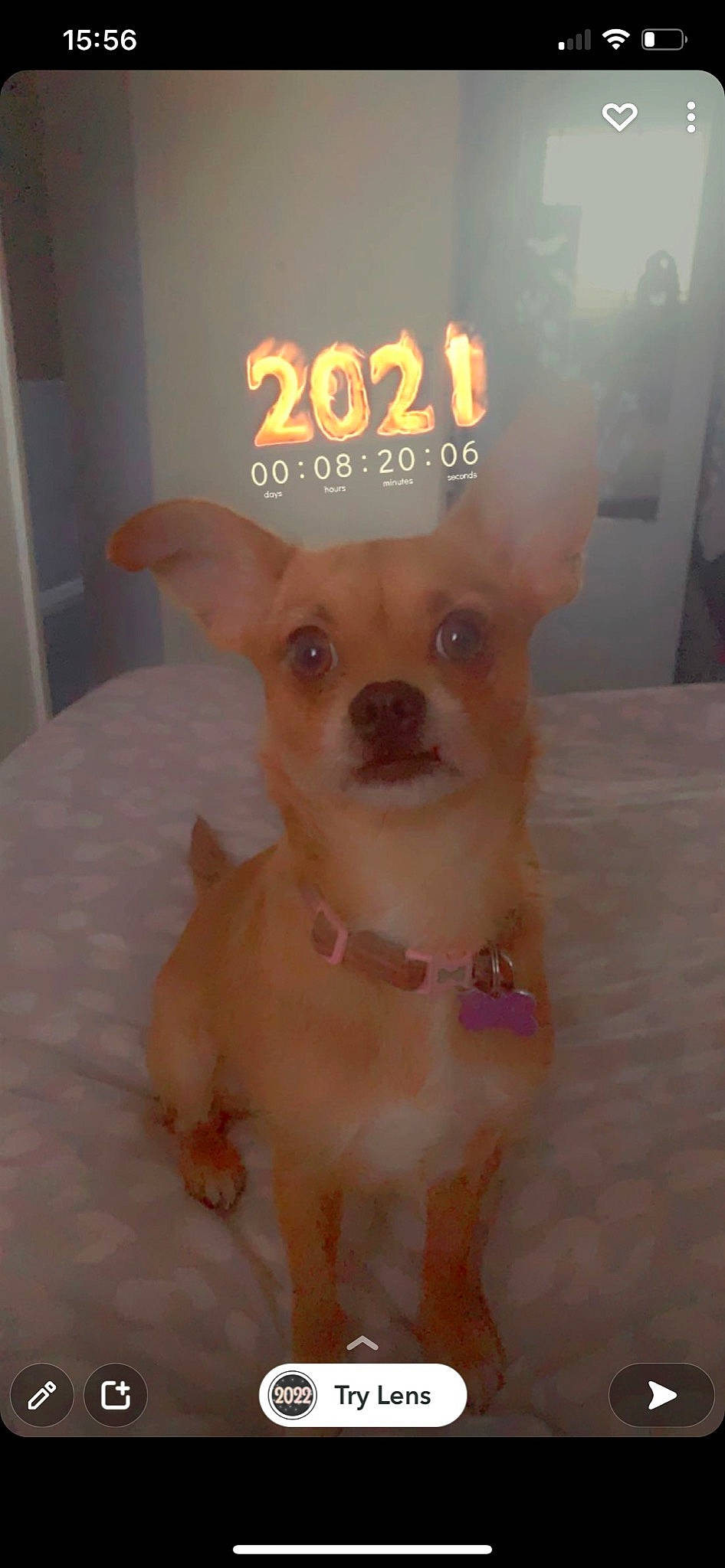 Minnie is registered to the contest to win money with this photo: canidae, carnivore, chihuahua, companion_dog, corgi_chihuahua, dog, dog_breed, dog_clothes, dog_supply, fawn, fur, peach, pet_supply, snout, sporting_group, tail, terrestrial_animal, toy_dog, whiskers, working_animal