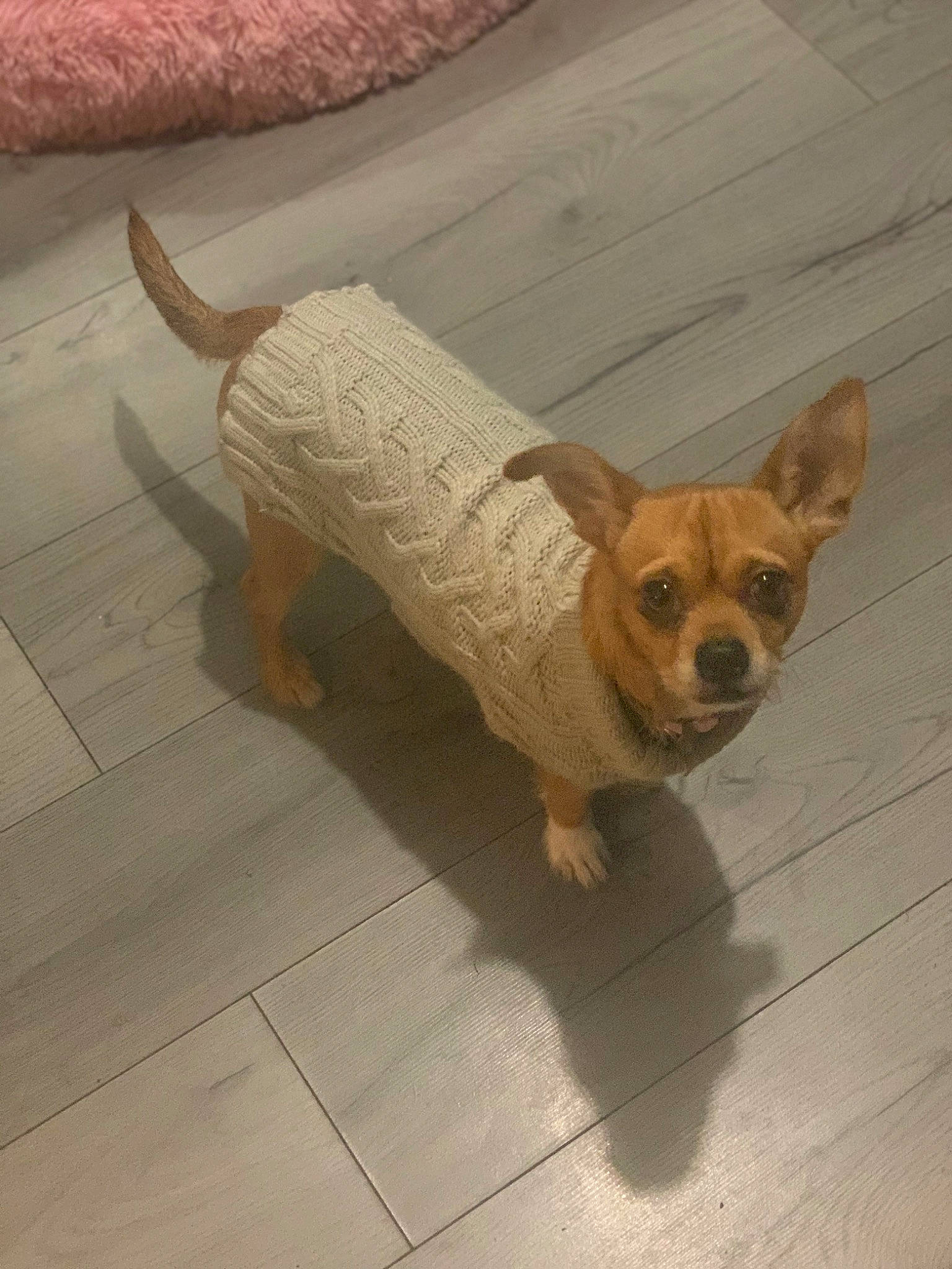 Minnie joined the competition — help win amazing prizes! carnivore, chihuahua, companion_dog, dog, dog_breed, dog_clothes, dog_supply, fawn, floor, flooring, fur, pet_supply, road_surface, snout, sporting_group, tail, terrestrial_animal, toy_dog, wood, working_animal