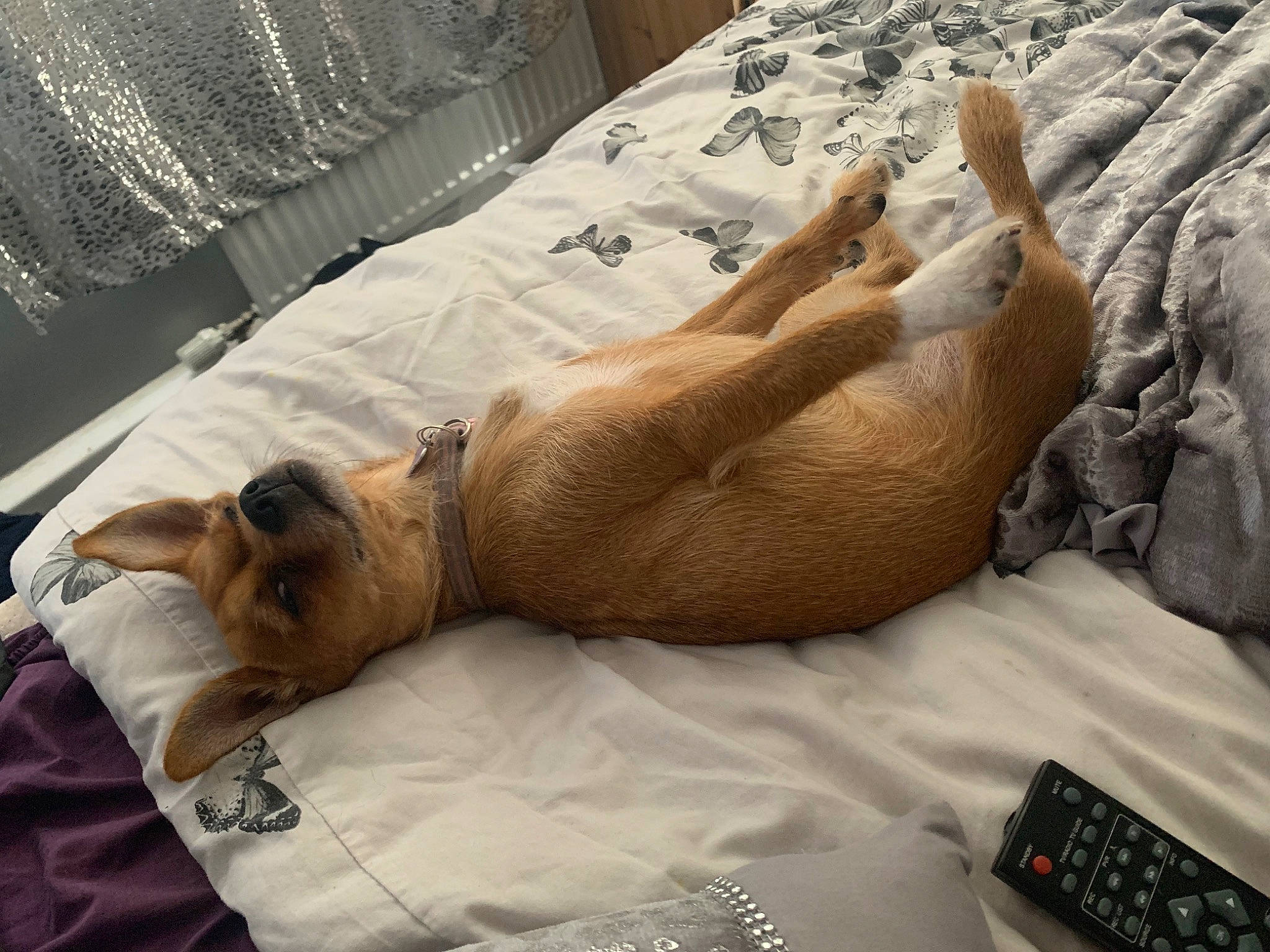 Minnie is registered to the contest to win money with this photo: art, barechested, bed, bedding, comfort, companion_dog, curtain, dog, dog_breed, fawn, felidae, fur, human_leg, linens, room, table, terrestrial_animal, textile, whiskers, wood