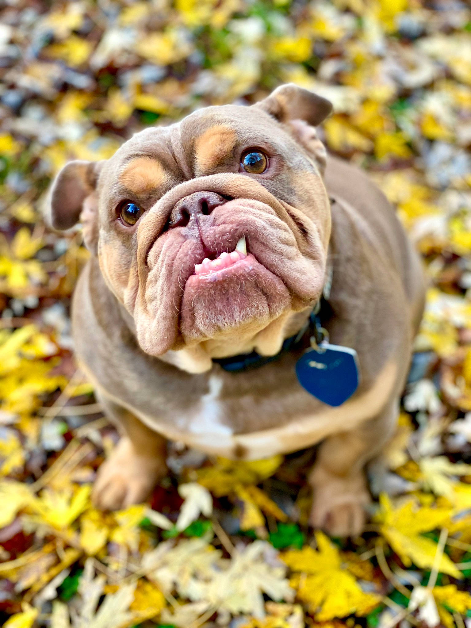 Tonka joined the competition — help win amazing prizes! ancient_dog_breeds, bulldog, canidae, carnivore, companion_dog, dog, dog_breed, fawn, grass, liver, molosser, non_sporting_group, plant, snout, sporting_group, terrestrial_animal, tree, whiskers, working_dog, wrinkle